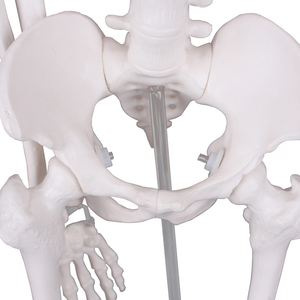 Modelli di Scheletri in Plastica in Varie Dimensioni, Bianchi e Verdi, Certificati per la Sicurezza, Garanzia di 1 Anno per Scuole di Medicina - Product Image 3