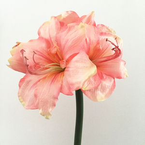 New Arrival RealタッチSilk <span class=keywords><strong>Artificial</strong></span> <span class=keywords><strong>Amaryllis</strong></span>とFoam <span class=keywords><strong>Stem</strong></span> - Product Image 5