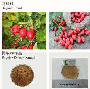 GMP & ISO Certificado Food Grade <span class=keywords><strong>Rose</strong></span> Hip <span class=keywords><strong>Fruit</strong></span> <span class=keywords><strong>Extract</strong></span> Wild Rosehip Pó - Product Image 4