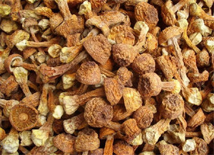 Detan secas <span class=keywords><strong>Agaricus</strong></span> blazei/Nombres de setas - Product Image 5