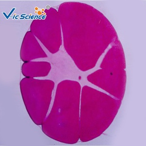 สไลด์กล้องจุลทรรศน์เตรียม11ชิ้นสไลด์การสอนทางชีวภาพเพื่อการศึกษาในห้องปฏิบัติการสไลด์เตรียมพัฒนาตัวอ่อนกบ - Product Image 3