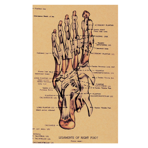 Tableau mural des sciences médicales personnalisable Tableau d'affichage de l'anatomie du squelette humain pour l'enseignement et la propagande - Product Image 1