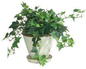 Gmp extracto natural de alta hoja de hiedra/hedera helix extracto - Product Image 2