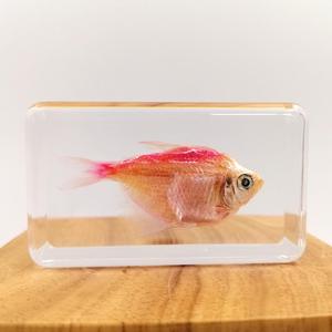 Échantillon de poisson rouge conservé Gephyrocharax Melanocheir enrobé dans un bloc de résine, équipement éducatif biologique, 60*35*18mm - Product Image 4