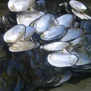 Mst — coquillages en perles brute, grande taille, chinois, à bas prix