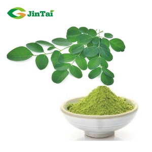 Polvo de hoja de moringasa, polvo a granel para compradores