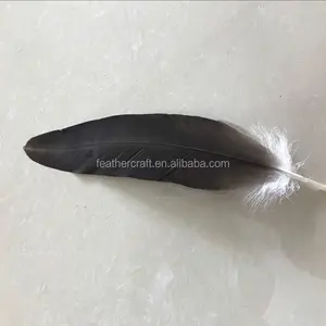 most popular eagle feather with different size for sale