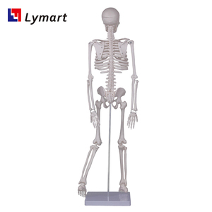 Modelli di Scheletri in Plastica in Varie Dimensioni, Bianchi e Verdi, Certificati per la Sicurezza, Garanzia di 1 Anno per Scuole di Medicina - Product Image 6