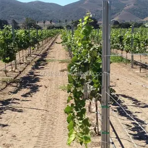 Vineyard Metal Trellis Post Vine Plants Vineyard Grape Stake Hot Dipped Galvanized Metal Vineyards Trellis Post