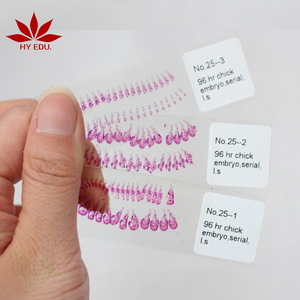 Juego Fijo de 25 Portaobjetos de Microscopio con Embriones de Pollo para Estudios de Biología y Embriología - Product Image 4