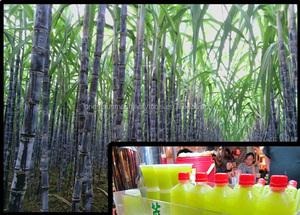 เครื่องทำน้ำอ้อยแบบตั้งโต๊ะด้วยมือ - Product Image 4