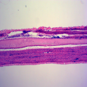Skelettmuskulatur T. S. und L histologie rutschen/Menschlichen histologie rutschen menschlichen geweben rutschen - Product Image 4