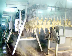 पोल्ट्री कसाईखाना उपकरण फर हटाने मशीन maquina पैरा desplumar pollos