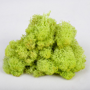 Wholesale Everlasting Raw Material <strong>Dried</strong> Stabilized Preserved <strong>Moss</strong> From China - Product Image 2