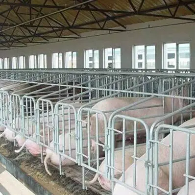 Used Farrowing Crates For Pig Farming Breeding Cages In China