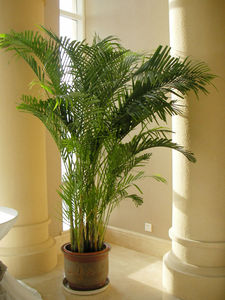 Trang Chủ Trang Trí Cây Cảnh Cây Trong Chậu Cây Cọ Nhân Tạo - Product Image 3