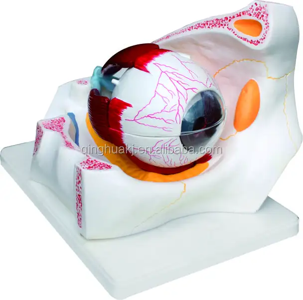 Gran oferta de ojo humano anatómico de ciencia médica con modelo de enseñanza de órbita