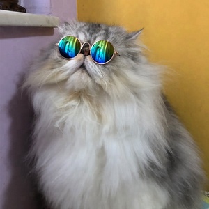 Fresh style cute amusing Pet sunglasses Retro classic <span class=keywords><strong>Circular</strong></span> Metal Prince sunglasses Travel Dog cats - Product Image 3
