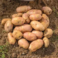 Roodbruine aardappel importeur aardappel prijs voor verkoop