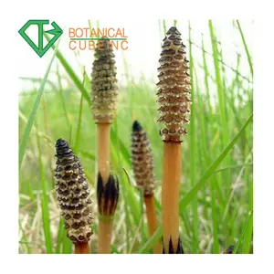 Natuurlijke Equisetum Arvense Poeder Equisetum Arvense Extract, Equisetum Extract