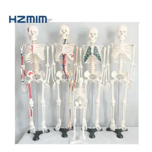 Anatomy Skeleton Colored Human Life Size Skeleton Model Anatomy Skeleton Human Plastic Skeleton