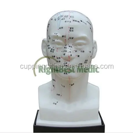 English Medical Head Acupuncture Model Human Head Acupuncture Points Model 21CM