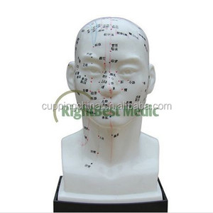Inglés Médico Modelo de la acupuntura cabeza humana puntos de acupuntura modelo 21 cm