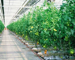 Сельское хозяйство гидропонная стеклянная теплица овощи цветы теплица