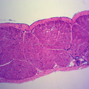 Skelettmuskulatur T. S. und L histologie rutschen/Menschlichen histologie rutschen menschlichen geweben rutschen - Product Image 5