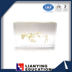 Bird <span class=keywords><strong>Skeleton</strong></span> Mẫu Cho Dụng Cụ Giảng Dạy - Product Image 5