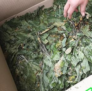 Ren Shen Ye <strong>Ginseng</strong> Leaf Hotsale Fresh Dried Korean <strong>Ginseng</strong> Leaves for Herbal Tea - Product Image 2