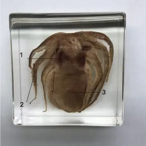 Conformación de animales reales de pulpo, incrustado espécimen, modelo Animal, especímenes de resina de insectos para colección