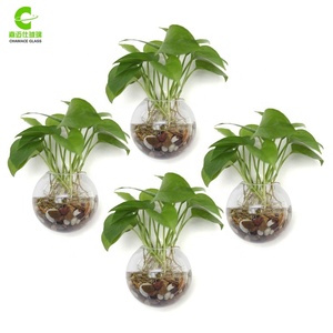 Macetas Colgantes de Pared, Terrarios de Vidrio, Recipientes Redondos para Plantas de Aire, Globos para Suculentas - Product Image 1