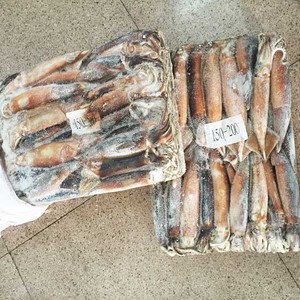 المجمدة الأرجنتين Illex حجم الحبار 100-150 جرام - Product Image 5