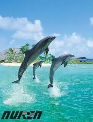 רזולוציה גבוהה דקורטיבי 3d תמונות דולפין