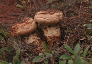 Detan פראי טרי אורן פטריות מחירים
