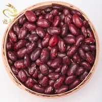 Pinto Beans Natural Growth PSKB Pinto Beans Dark Red Specked Kidney Beans