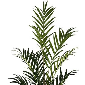 2,8 m Madeira palma de alto verde <span class=keywords><strong>Indorr</strong></span> alto decoración de la planta - Product Image 4