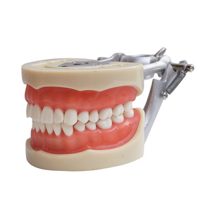 Modèle dentaire d'anatomie de crâne, 250 pièces, gomme souple - Product Image 2