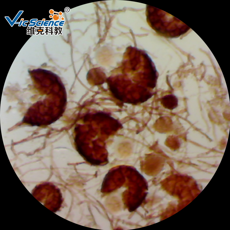 Лаборатории, используя болезни растений микроскоп подготовлены шлепанцы без задника с открытыми пальцами медицинская наука патологий