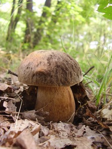 Detan salvaje fresco setas <span class=keywords><strong>boletus</strong></span> producción - Product Image 2