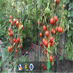 2018 100% NUOVO materiale di Nylon trellis <span class=keywords><strong>rete</strong></span>/plastica arrampicata supporto reti - Product Image 4