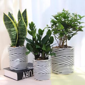 Decoraciones navideñas para <span class=keywords><strong>macetas</strong></span> y jardineras <span class=keywords><strong>de</strong></span> rayas, hecho a medida, venta al por mayor - Product Image 1
