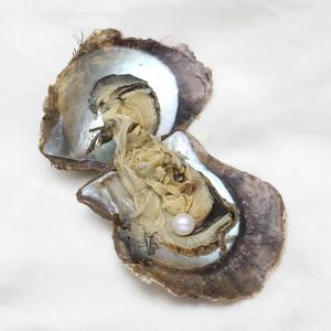 Vendita calda di ostriche di mare coltivate <span class=keywords><strong>con</strong></span> perle rotonde all'interno di colori misti 7-8mm 5 pz/lotto - Product Image 6