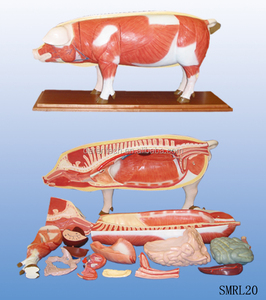 schwein Dissektion modell
