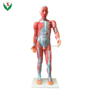 Eğitim ekipmanları vücut kas modeli biyolojik enstrüman anatomik modeli