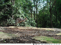 Australian Edition Stocked Modèle SW4.3G IP66 Étanche GPS Localisation Eyeleaf 4G Wildlife Trail Chasse Scoutisme Caméra