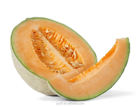 Saveur douce de poudre de melon de Hami de poudre de saveur de melon de miel pour la boisson instantanée de poudre
