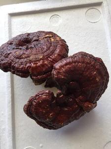 Jamur Reishi Kering Berkualitas Tinggi - Product Image 4