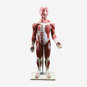 Modelo Muscular Anatomia Muscular Humano humano modelo figura 30 peças